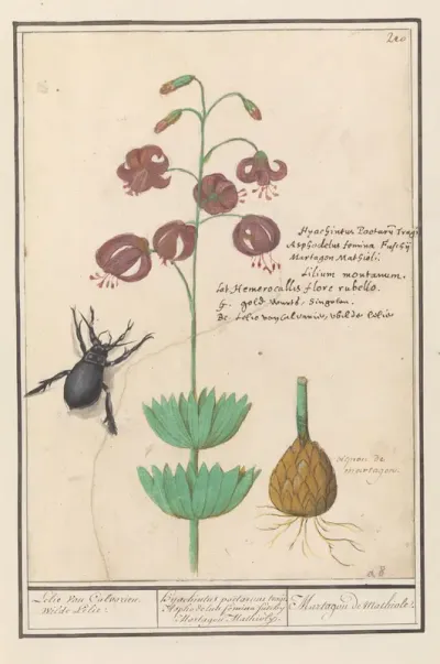 Turkse lelie (Lilium martagon)