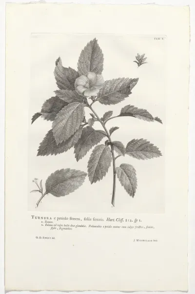 Turnera ulmifolia