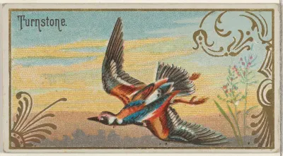 Turnstone, from the Game Birds series (N13) for Allen & Ginter Cigarettes Brands