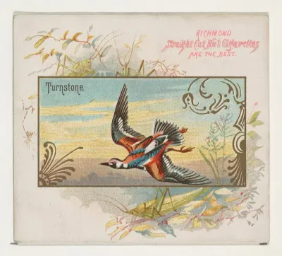 Turnstone, from the Game Birds series (N40) for Allen & Ginter Cigarettes