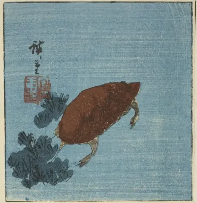 Turtle