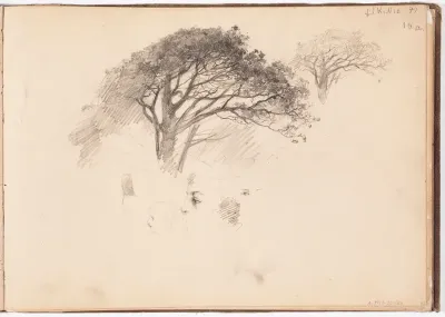 Tuuhealatvainen puu, kaksi harjoitelmaa. Todennäk. 1880-luvun jälkipuol.