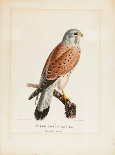 Tuulihaukka