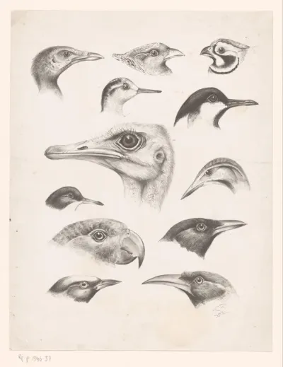 Twaalf vogelkoppen