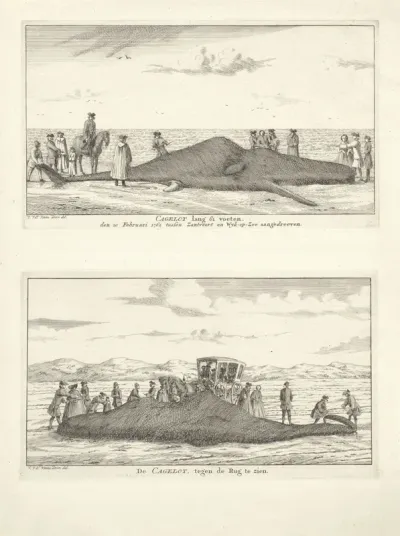 Twee afbeeldingen van een Cagelot op het strand