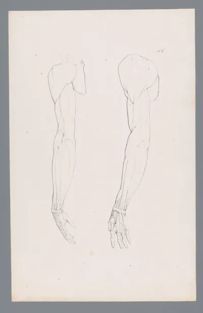 Twee anatomieën van een arm