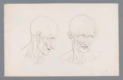 Twee anatomieën van een hoofd