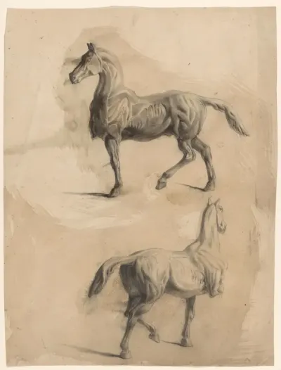 Twee anatomiestudies van een paard