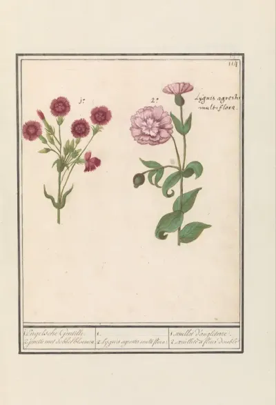 Twee anjers (Dianthus)