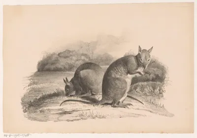Twee Bennettwallaby's