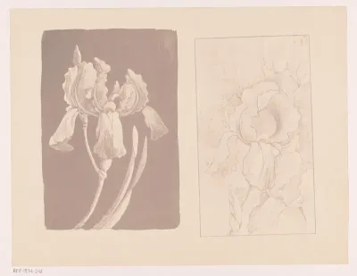 Twee bloemen
