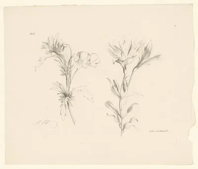 Twee bloemen