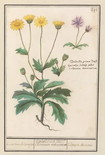 Twee bloemen uit de composietenfamilie (Asteraceae)