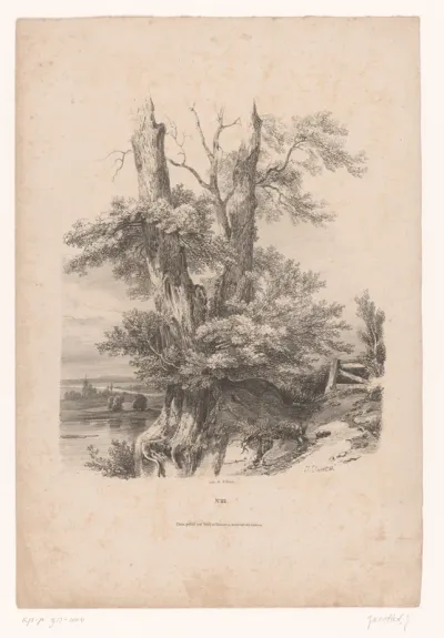 Twee bomen bij een meer