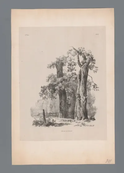 Twee bomen en een hek