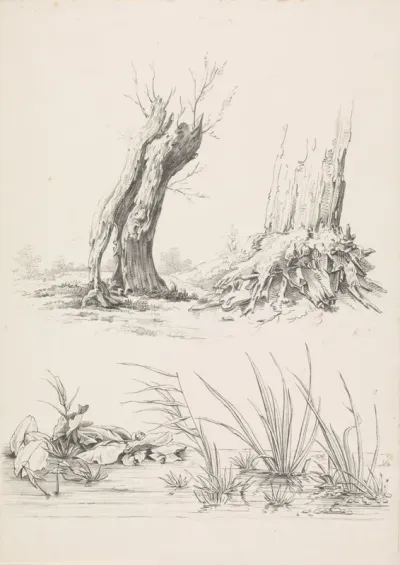 Twee bomen en een poel met waterplanten