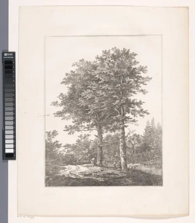 Twee bomen in een bos