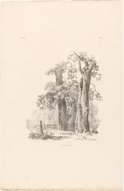 Twee bomen in een landschap