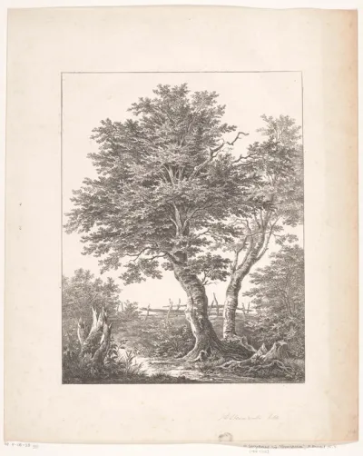 Twee bomen voor een hek