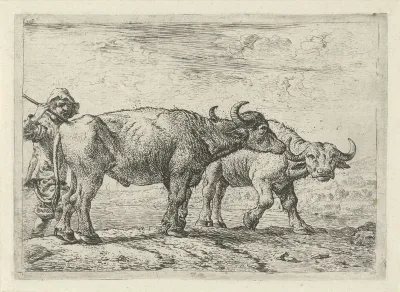 Twee buffels en een herder