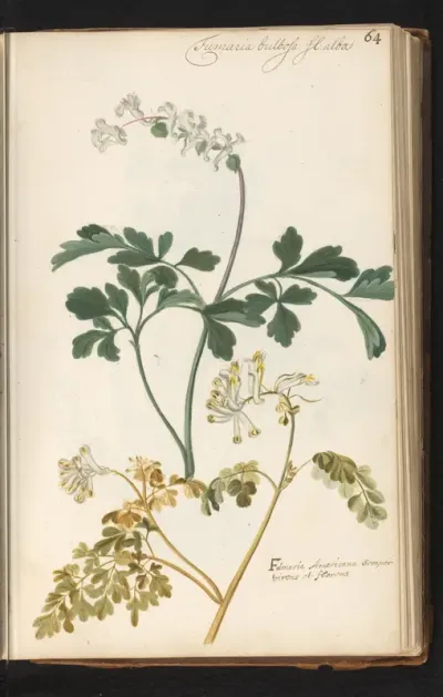 Twee duivenkervels (Fumaria officinalis)