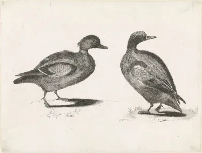 Twee eenden
