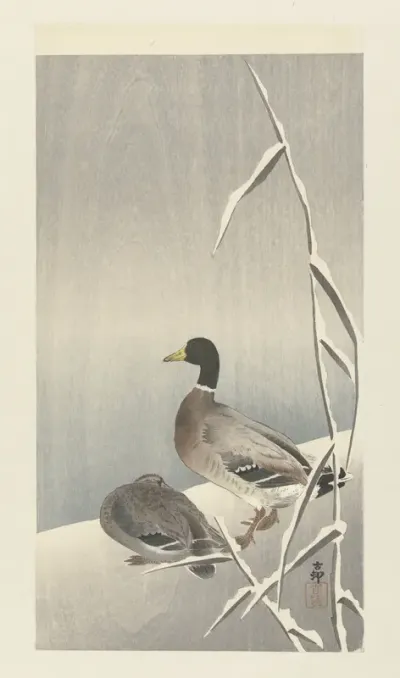 Twee eenden op besneeuwde rietover