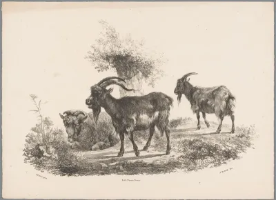 Twee geiten en een schaap bij een boom