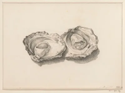 Twee geopende oesters