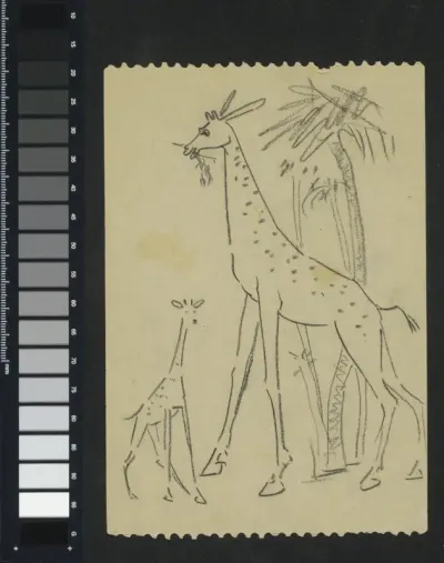 Twee giraffen