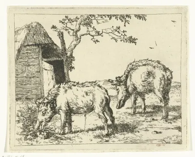 Twee grazende zwijnen