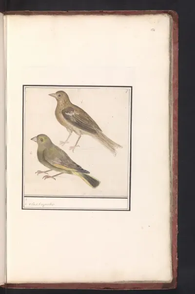 Twee groenlingen (Carduelis chloris)