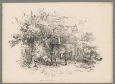 Twee herten in een bos
