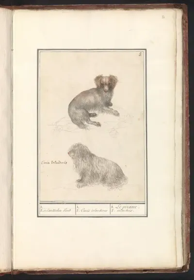 Twee honden (Canis lupus familiaris)