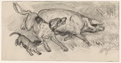 Twee honden die een varken opjagen