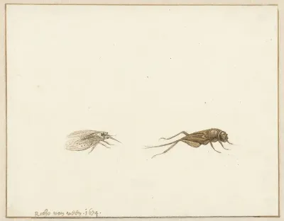 Twee insecten