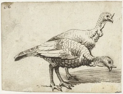 Twee kalkoenen