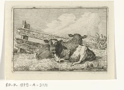 Twee kalveren liggend bij een hek