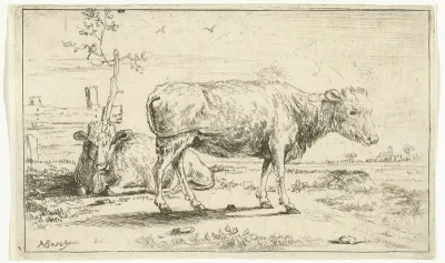 Twee kalveren