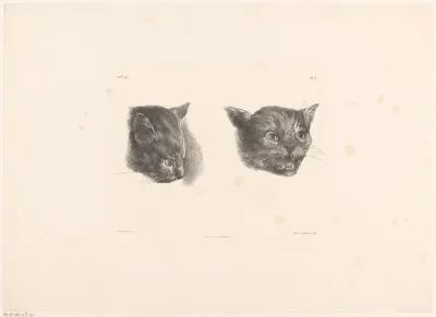 Twee kattenkoppen