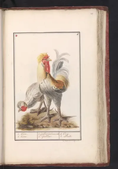 Twee kippen (Gallus gallus domesticus)