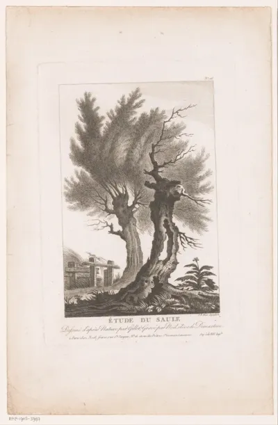 Twee knotwilgen