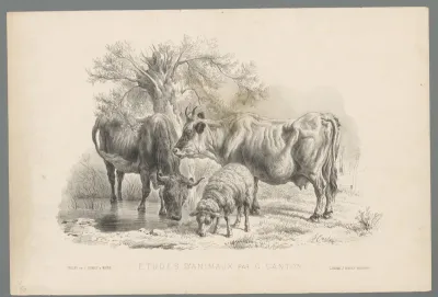 Twee koeien en een schaap bij een waterplas