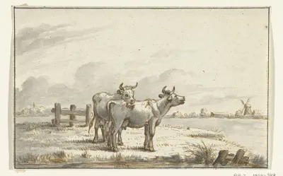Twee koeien in de wei