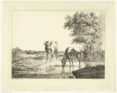 Twee koeien in een waterplas