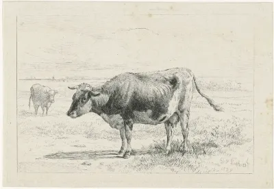 Twee koeien in een weide