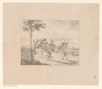 Twee koeien in weiland