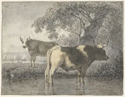 Twee koeien onder een boom aan het water
