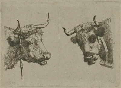 Twee koeienkoppen