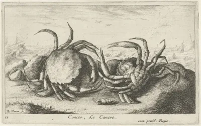 Twee krabben op het strand